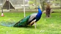 Peacock Showing off Its Feathers