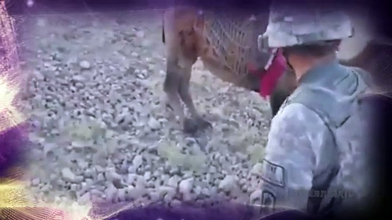 When Camel Kicks A Man