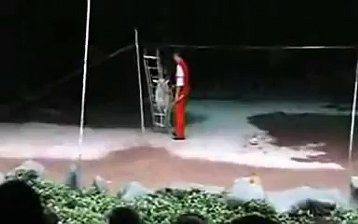 A Monkey on a Goat on a Cup on a Tightrope