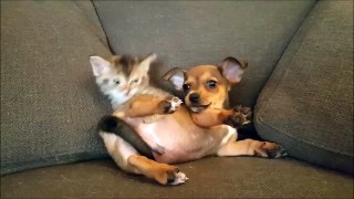 Un chaton joue avec un bébé chien... SO CUTE!