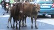 Cows Have Full Democratic Rights On Indian Roads : wildindiafilms