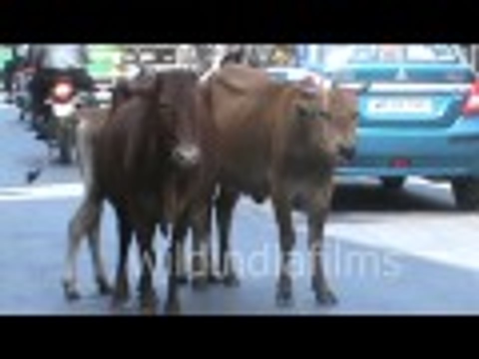 Cows Have Full Democratic Rights On Indian Roads : wildindiafilms