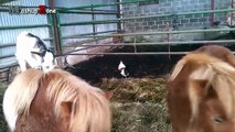 Cute Baby Goats - A Cute And Funny Baby Goats  NEW HD