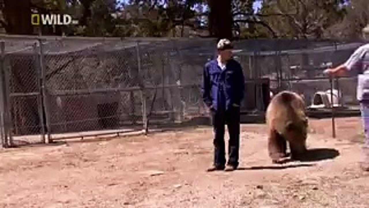 best animals in hot video