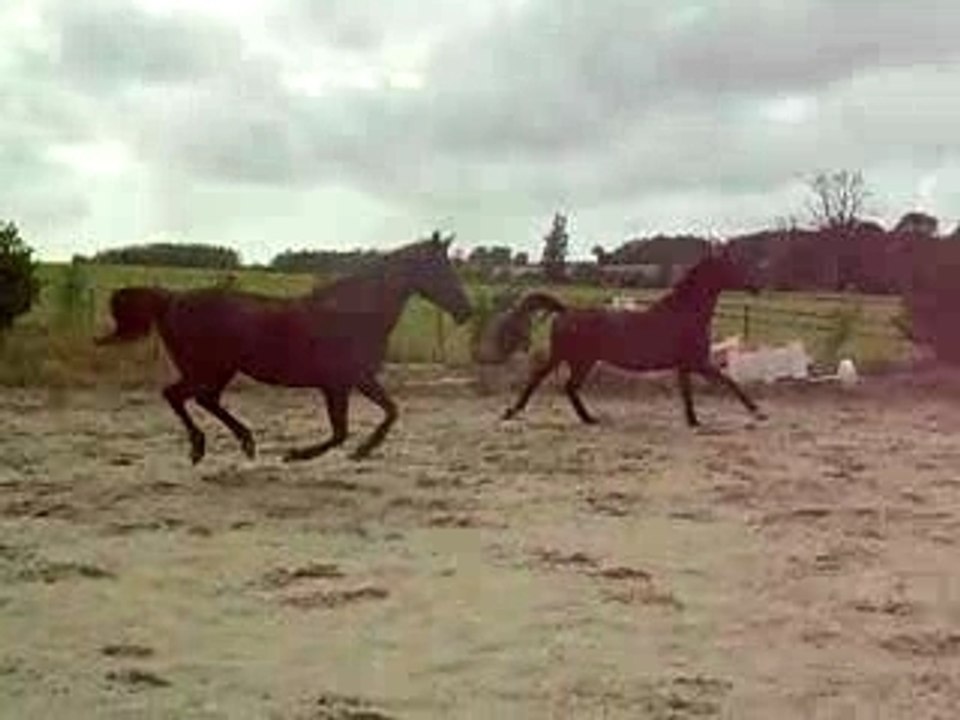 Grand galop