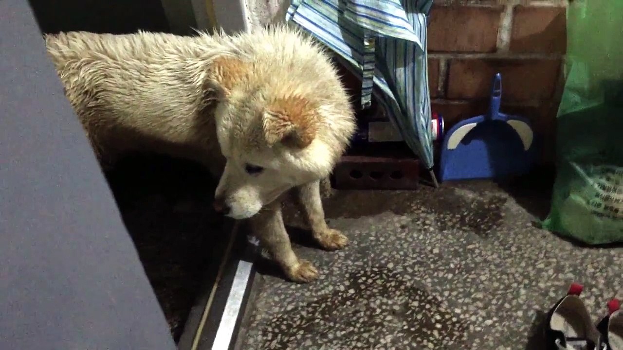 Neighbor Dog in Korea
