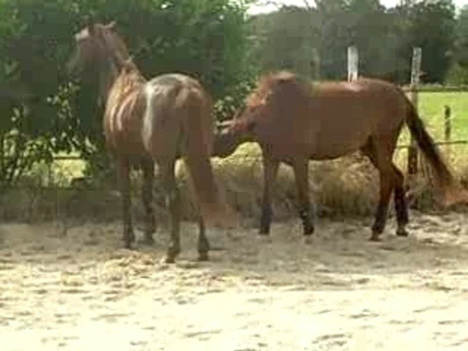 Salifou tête