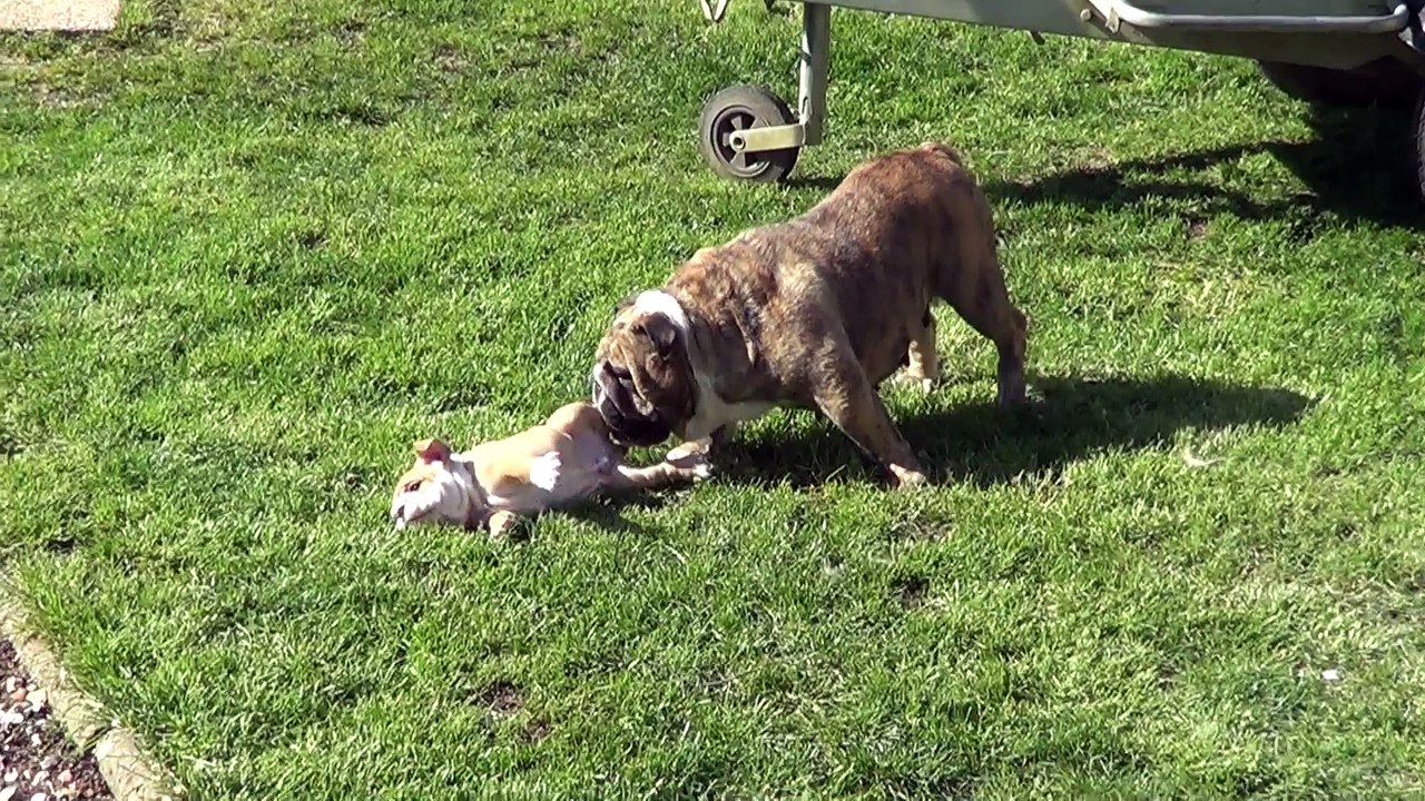 HINAKO joue avec ses petits 2016-04-22