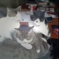 Açık kalan laptopla ısınmaya çalışan kediler  Buna bayılacak 3 Arkadaşını Etiketle