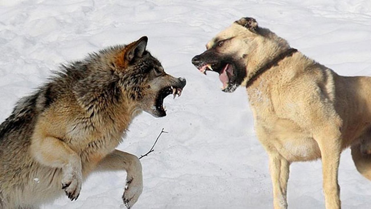 Wolf against Coil
