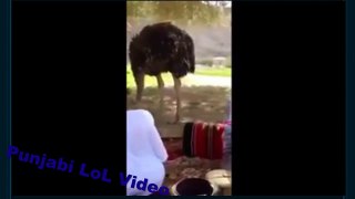 Punjabi LoL Video -2