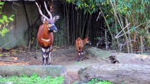 Taronga Zoo is celebrating the birth of an incredibly rare animal, a bongo calf