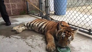Tiger found wandering in Houston suburb