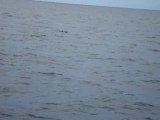 Les dauphins à tenerife