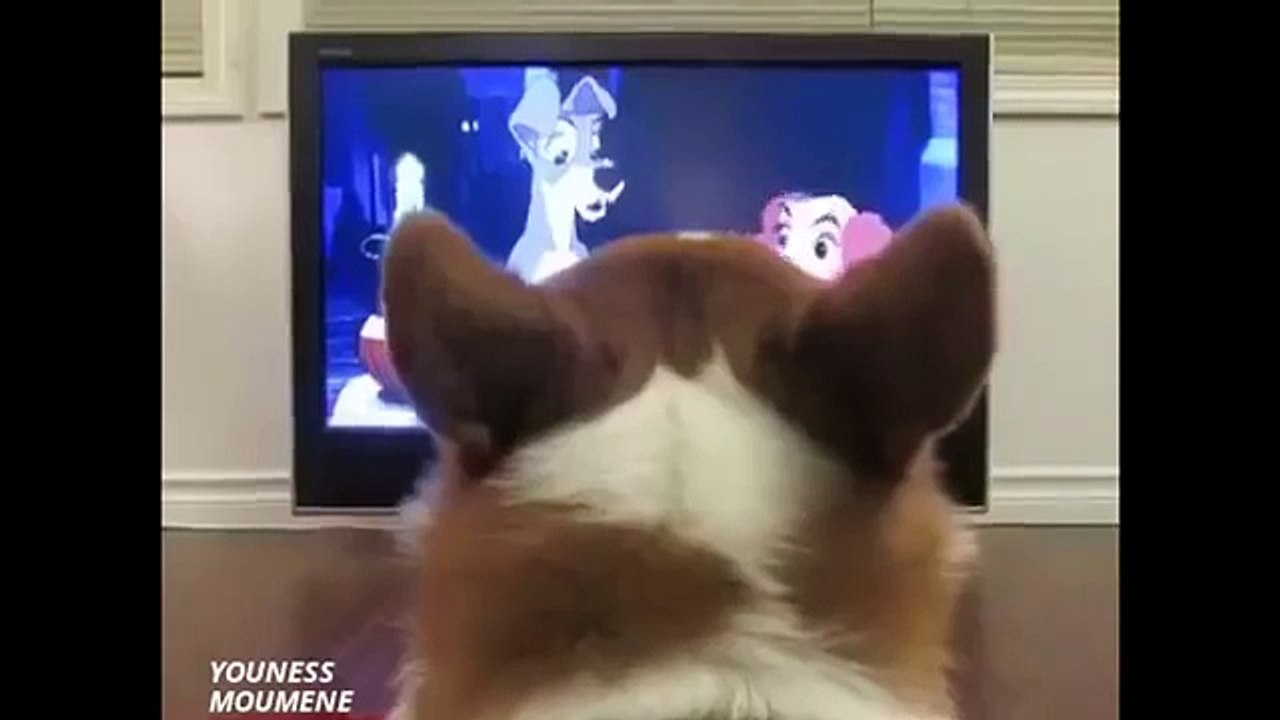 fokaha maroc 2016 comedie humour funny dahk 2015 جديد فكاهة عربية أحسن كوميديا ضحك