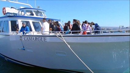 Mind Flux - Gentle Waves