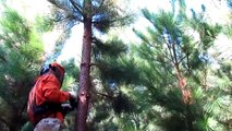 Poda de Pinus com Tesoura Elétrica INFACO F 3010
