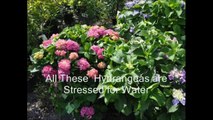 Keeping Trees and Shrubs From Getting Stressed