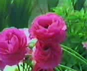 Haji Imdadullah Phulpoto New Naat Mao khe tu na ranjaendo kar