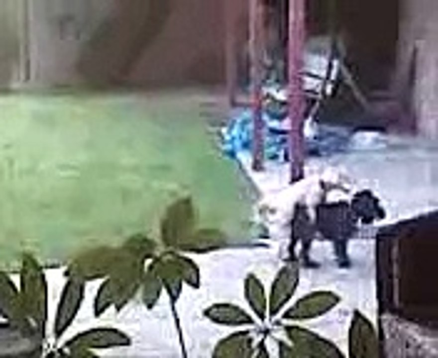 gay dogs