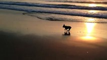 Bulldog Francês - Vinnie na praia