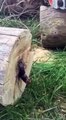 Guy cuts down tree, but there's a surprise inside