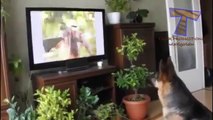 Funny reactions of animals, watching TV Funny and cute animal compilation