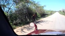 Cheval sur la route de Pedernales