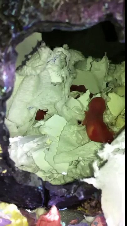 Baby Mice