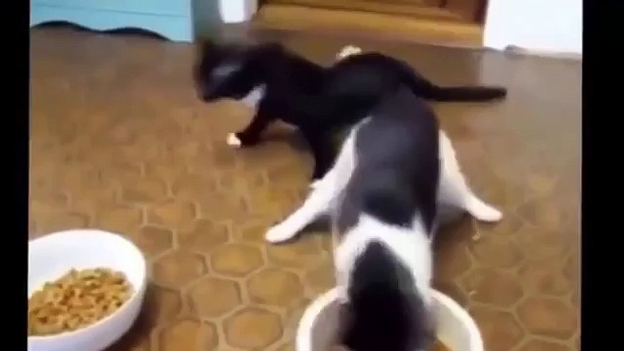 funny cat 2016