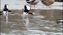 Hooded Merganser Courtship