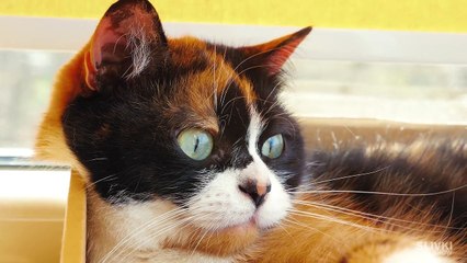 7 СОВЕТОВ КОТОРЫЕ УПРОСТЯТ ЖИЗНЬ КОТА!