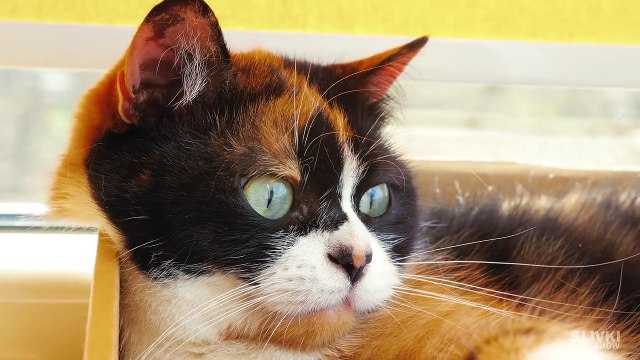 7 СОВЕТОВ КОТОРЫЕ УПРОСТЯТ ЖИЗНЬ КОТА!