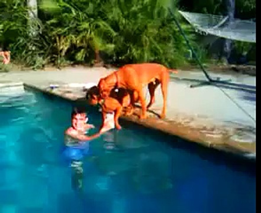 A smart dog - awesome dog