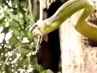 Một hiện tượng không dễ gì lọt vào máy quay :DShare: Clip Xôn Xao