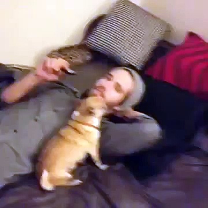 Chico The Singing Chihuahua Vine by Lisa D Klein