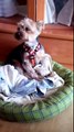 COQUI, yorkshire terrier, 3-4kg, 8 años. EN ADOPCIÓN. APAMAG.