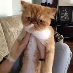 Disko Kedisi Türk Vine