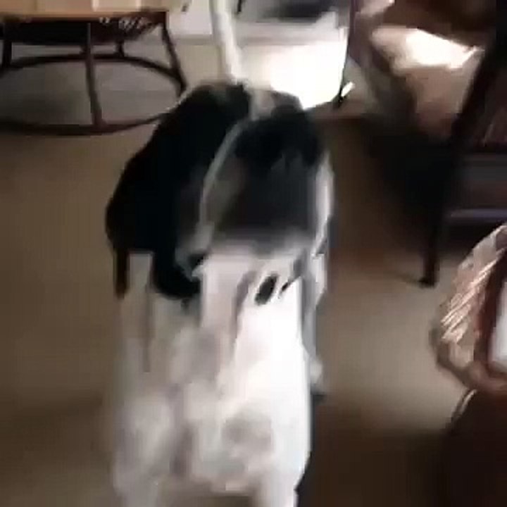 Dog Logic Vine by Thomas Sanders YouTube