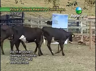 6º LEILÃO VIRTUAL FAZENDA AMARELA E CONVIDADOS - 1º BLOCO