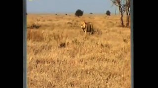 Lion Vs Cheetah - Male lion kills 2 cheetahs