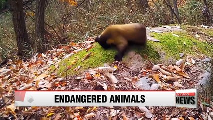 Download Video: Three endangered species spotted in Korean national park