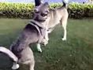 big Coil vs big Coil FIGHT!!!