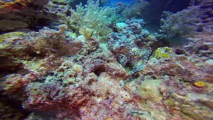 Scuba Diving Philippines 2016