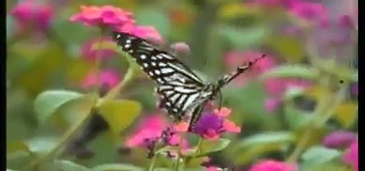 urras mubarak sargodha