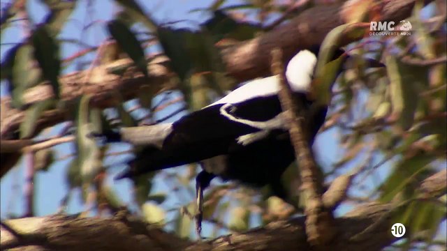 Dangereux Predateurs: Grandma Vs Croc !
