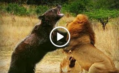 men Lion attacks Bear