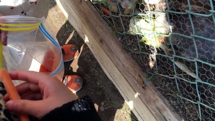 うさぎさんにニンジンをあげるももか /  Momoka to feed carrots to the rabbits