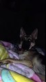 German shepherds reaction to chihuahuas barking.