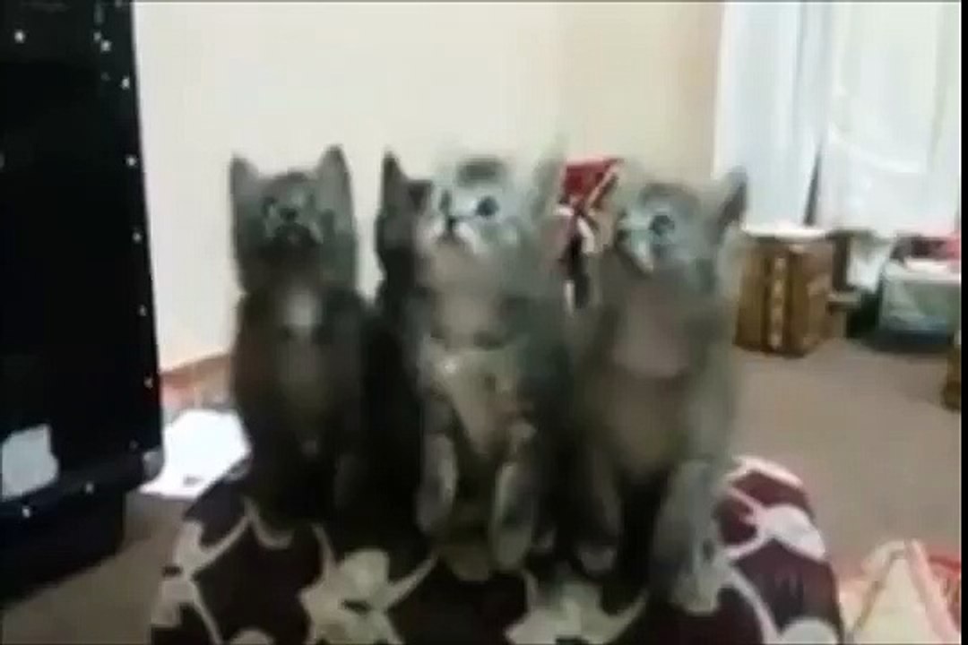 Cats dancing  superhit Song